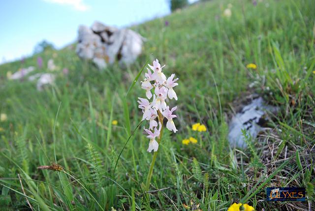 dactylorhiza latifolia chiara.JPG